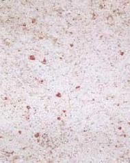 Coir Fiber
