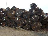 Coir Fiber
