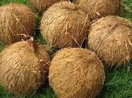 Coir Fiber