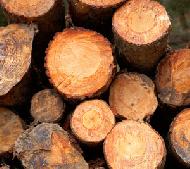 Coir Fiber