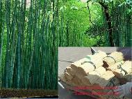 Coir Fiber
