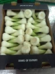 Coir Fiber