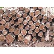 Coir Fiber