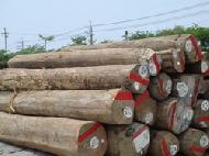 Coir Fiber
