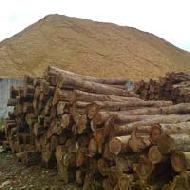 Coir Fiber