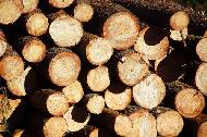 Coir Fiber