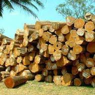 Coir Fiber