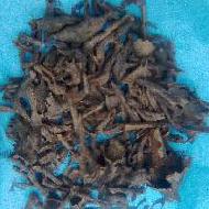 Coir Fiber