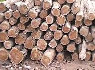 Coir Fiber