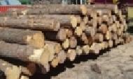Coir Fiber