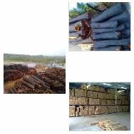 Coir Fiber