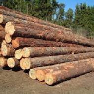 Coir Fiber