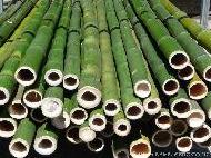 Coir Fiber
