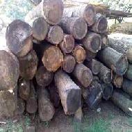 Coir Fiber