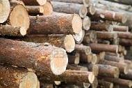 Coir Fiber
