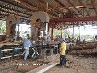 Coir Fiber
