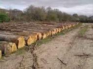 Coir Fiber