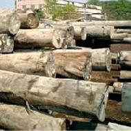 Coir Fiber