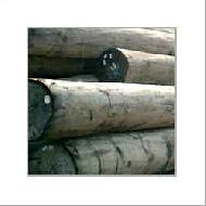 Coir Fiber