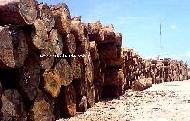 Coir Fiber