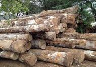 Coir Fiber