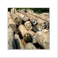 Coir Fiber