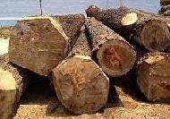 Coir Fiber