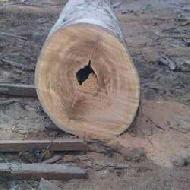 Coir Fiber