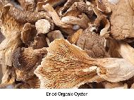 Coir Fiber