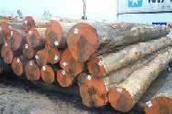 Coir Fiber