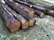 Coir Fiber
