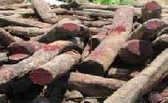 Coir Fiber