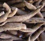 Coir Fiber