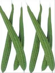 Coir Fiber