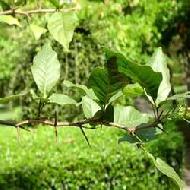 Coir Fiber