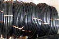 Coir Fiber