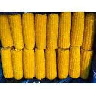 Coir Fiber