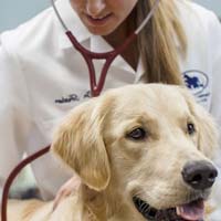 Animal Medicines & Health Care