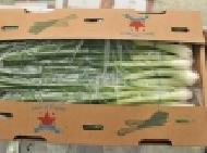 Coir Fiber