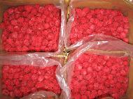 Coir Fiber