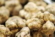 Coir Fiber