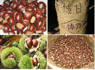 Coir Fiber
