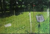 Coir Fiber