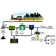 Coir Fiber