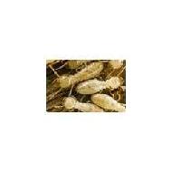 Coir Fiber