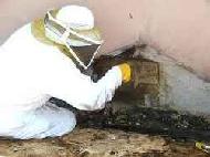 Coir Fiber