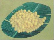 Coir Fiber