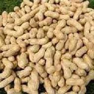 Coir Fiber