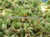 Coir Fiber