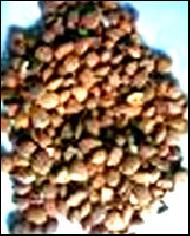 Coir Fiber
